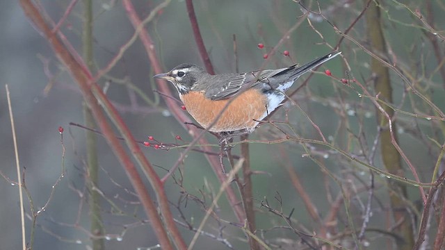 American Robin - ML628195605