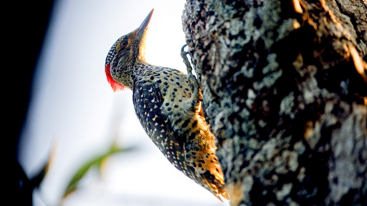 Nubian Woodpecker - ML628195689