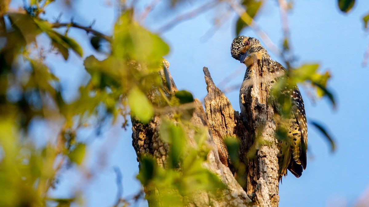 Nubian Woodpecker - ML628195690