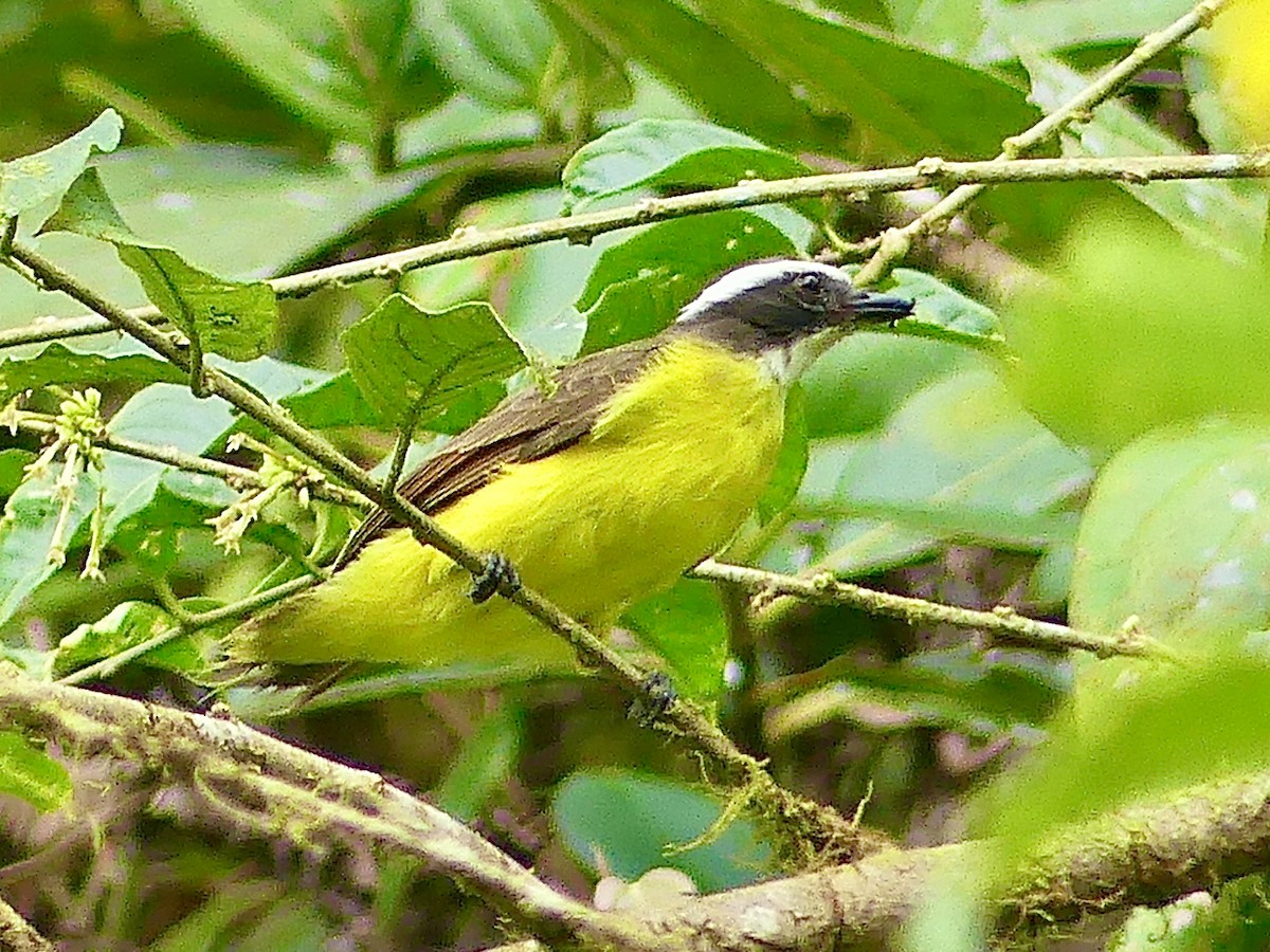 Social Flycatcher - ML628195714