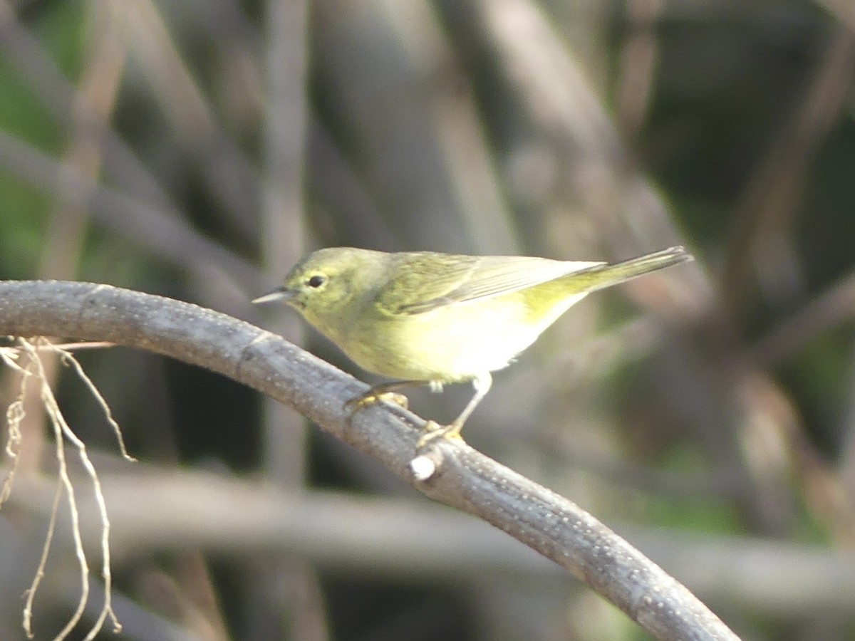 Orange-crowned Warbler (celata) - Eric Plage