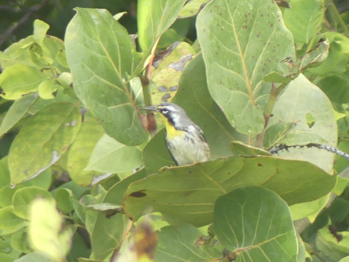 Yellow-throated Warbler - Eric Plage