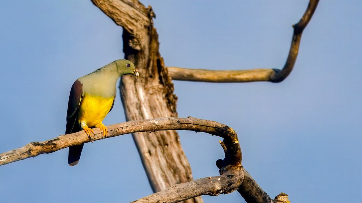 Bruce's Green-Pigeon - ML628195740