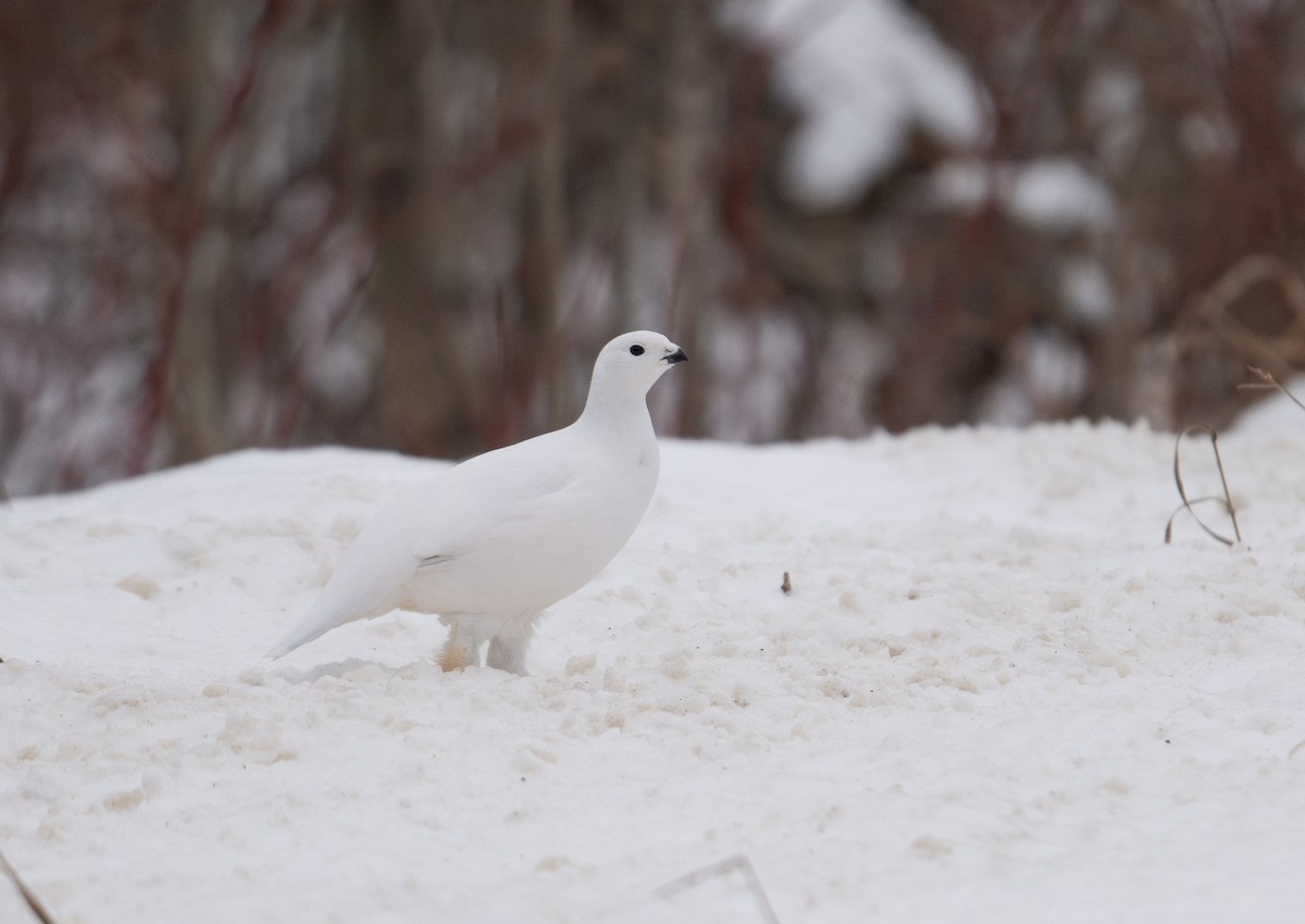 Willow Ptarmigan - ML628195957