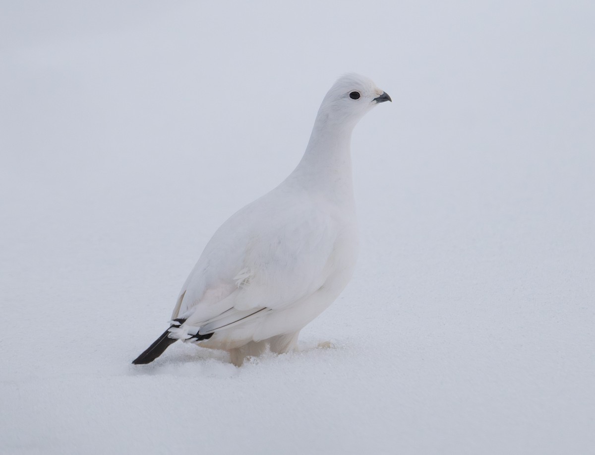 Willow Ptarmigan - ML628195959