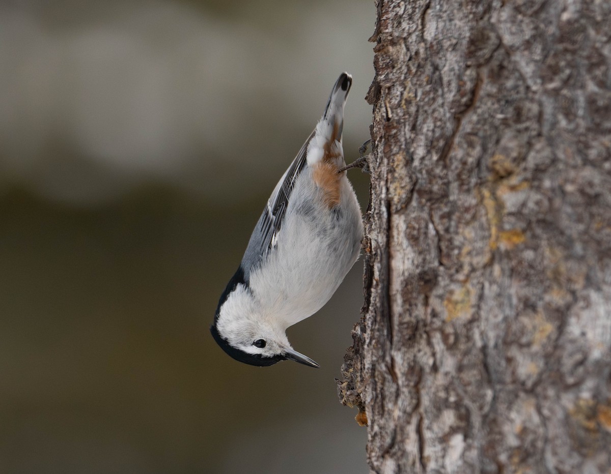 White-breasted Nuthatch - ML628195994