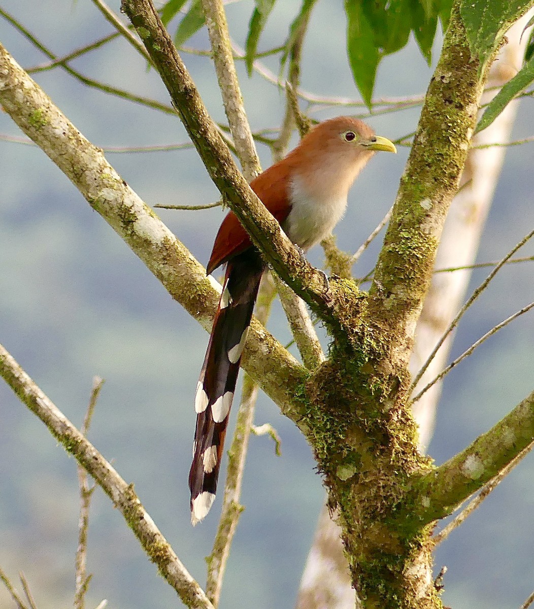 Common Squirrel-Cuckoo - ML628196399