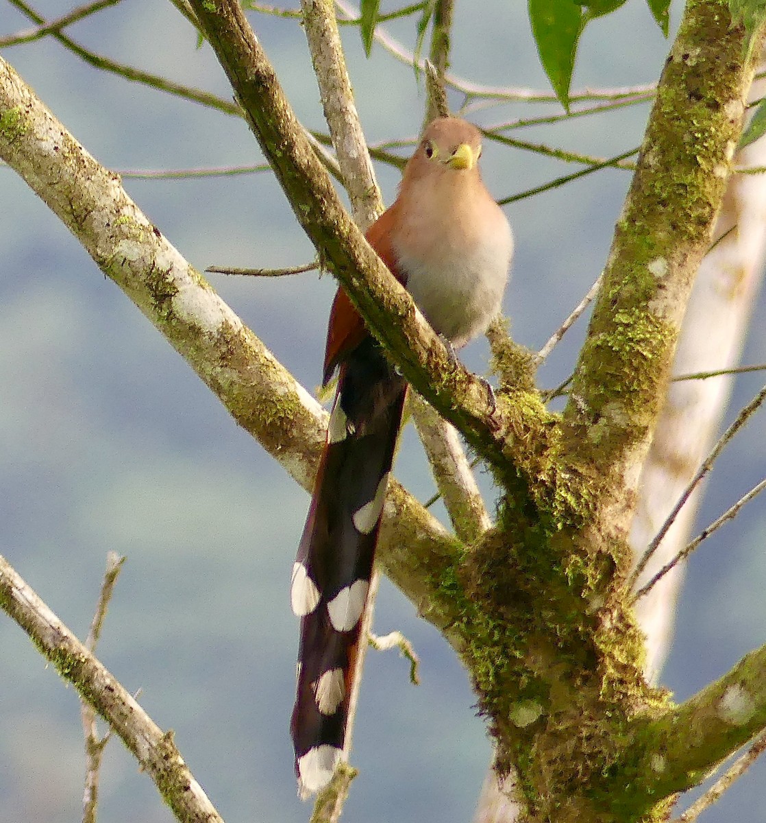 Common Squirrel-Cuckoo - ML628196400
