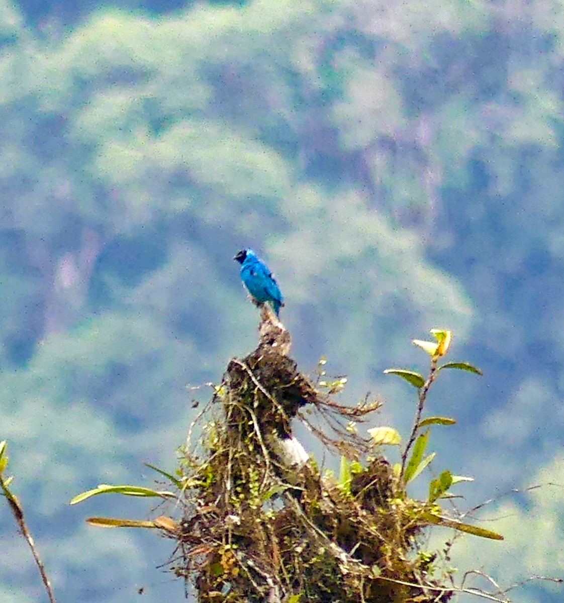 Swallow Tanager - ML628196556