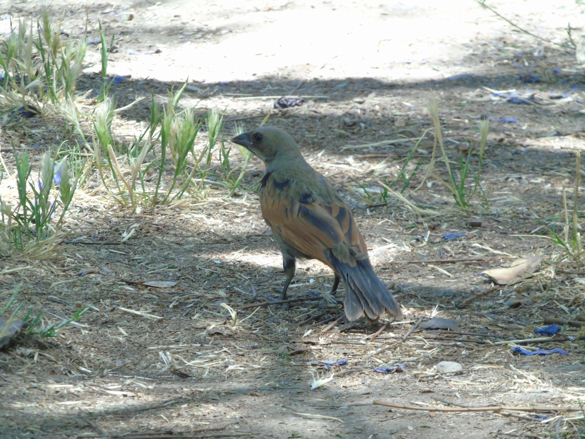 Screaming Cowbird - ML628196591