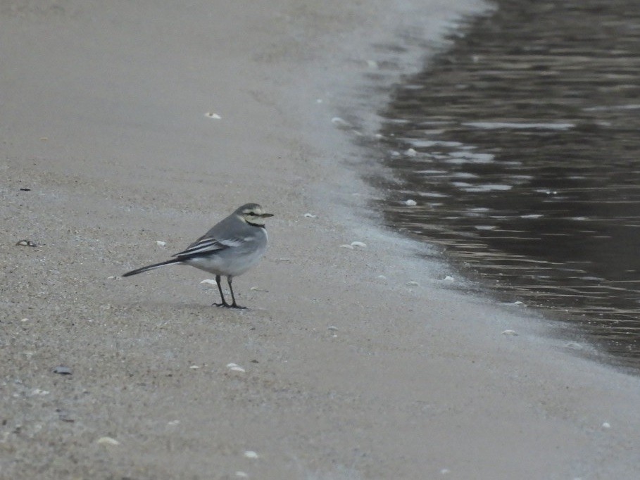 konipas bílý - ML628196711