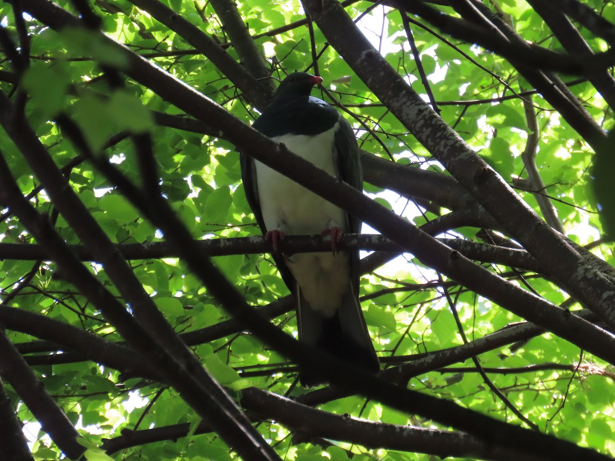 New Zealand Pigeon - ML628196733
