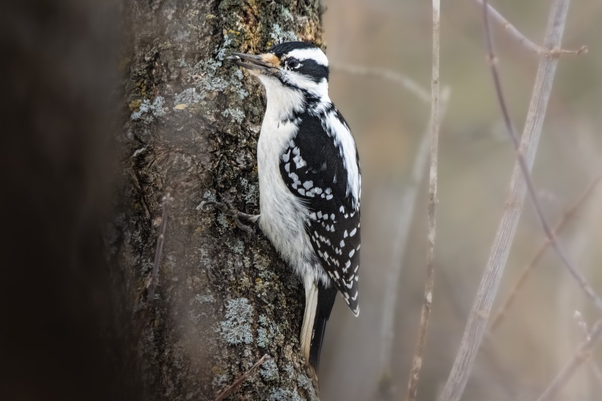 Hairy Woodpecker - ML628196737