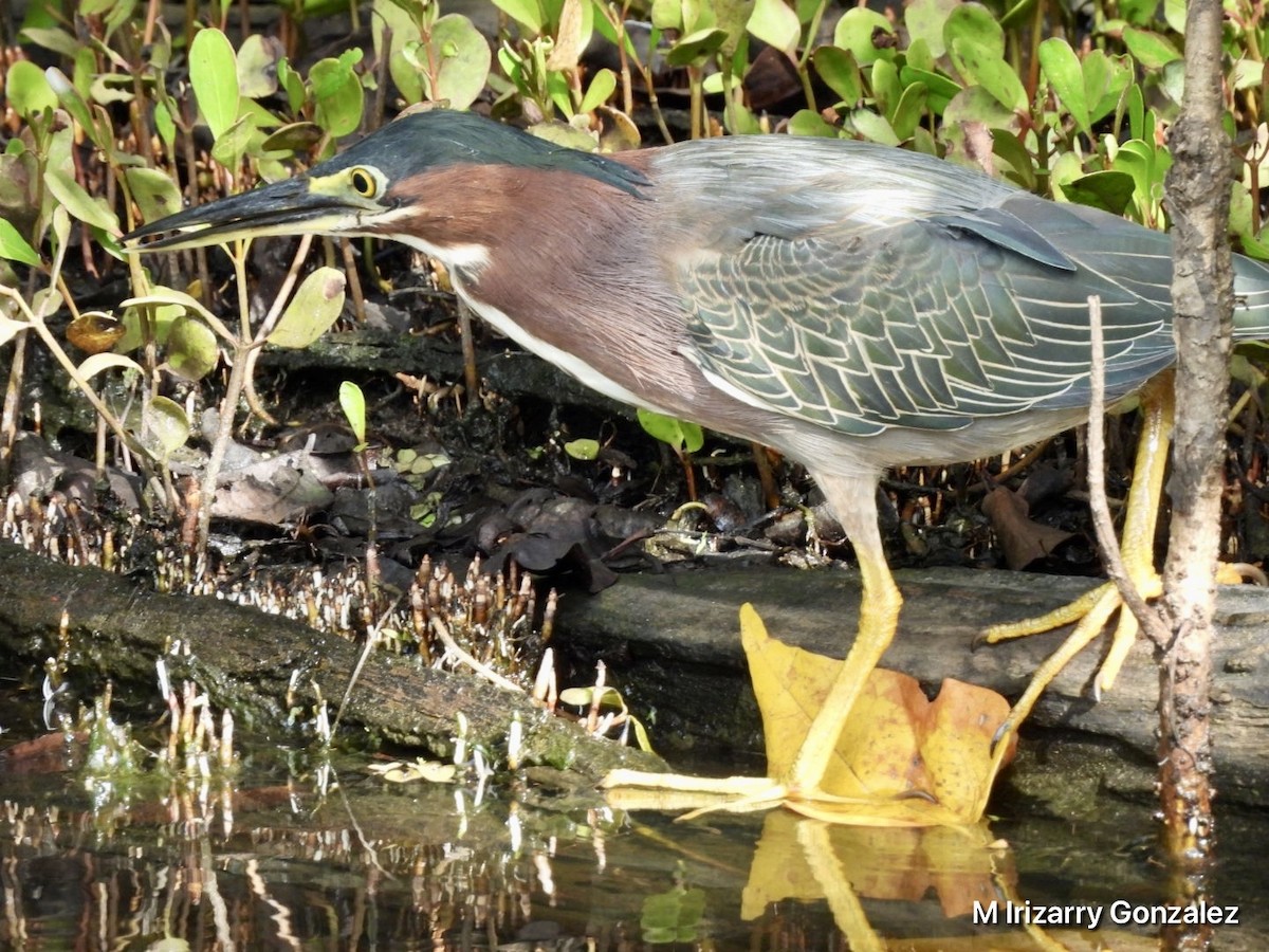 Green Heron - ML628196923