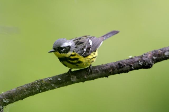 Magnolia Warbler - ML628197125