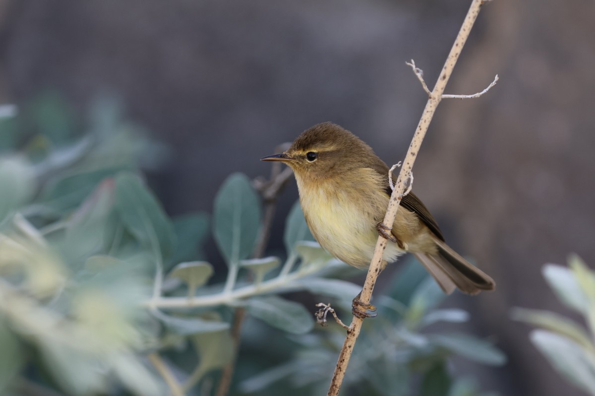 Canary Islands Chiffchaff - ML628197149