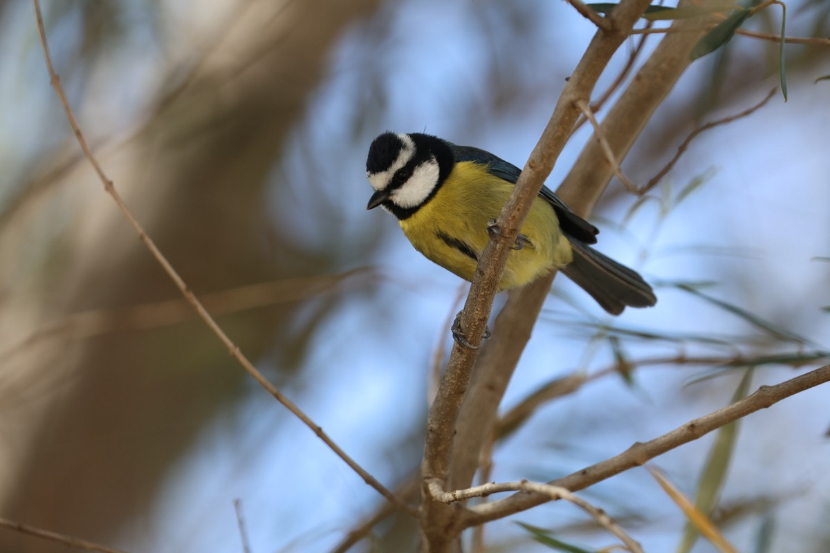 African Blue Tit - ML628197183