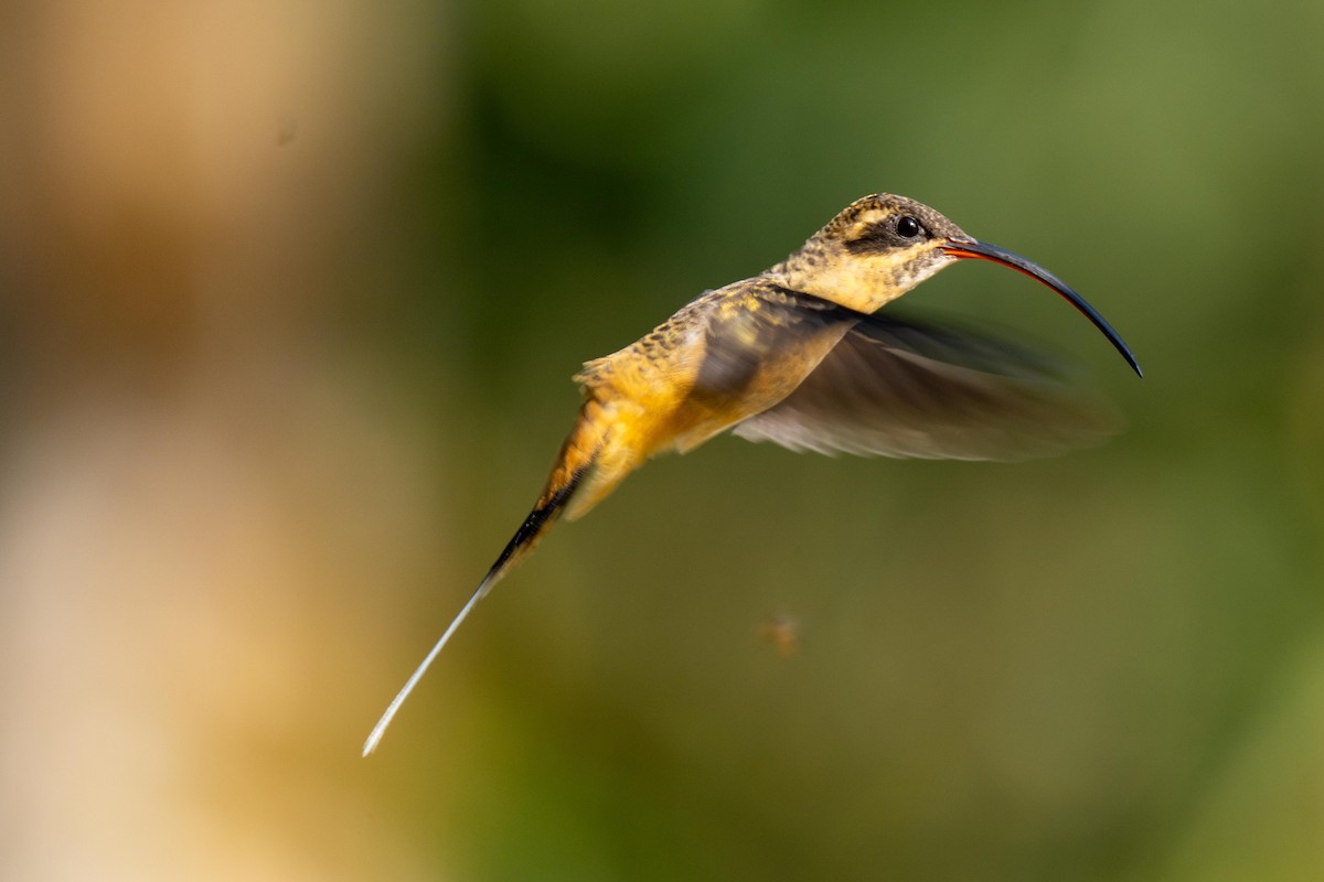 Tawny-bellied Hermit - ML628197232