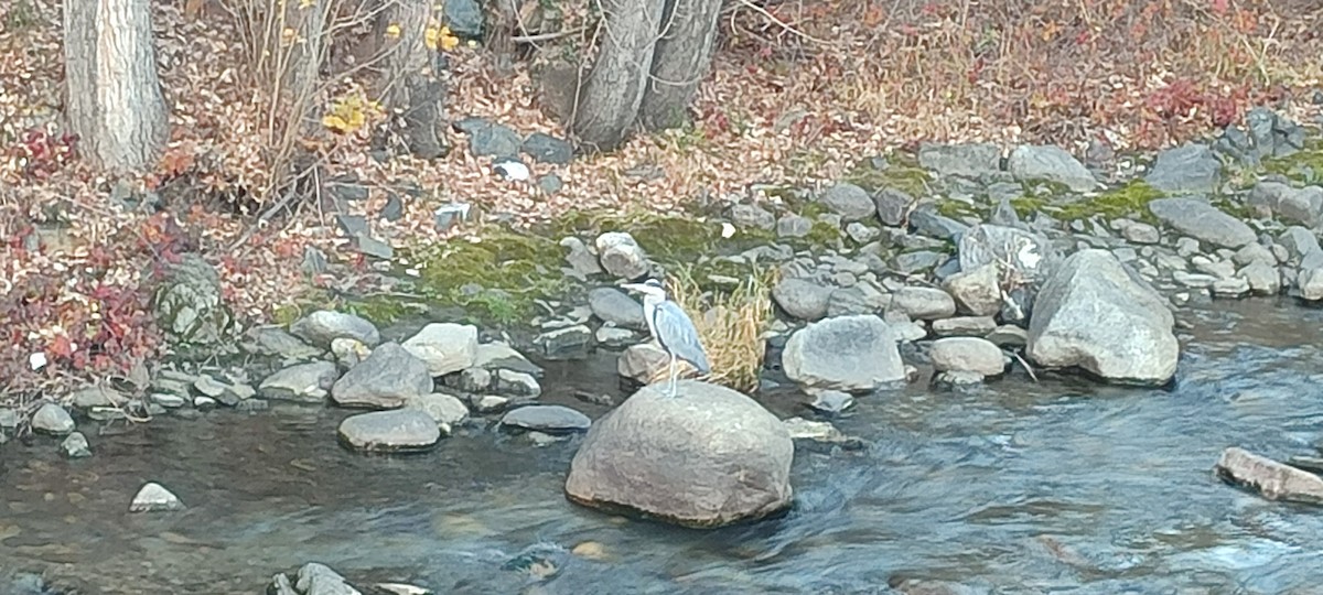 Gray Heron - ML628197270
