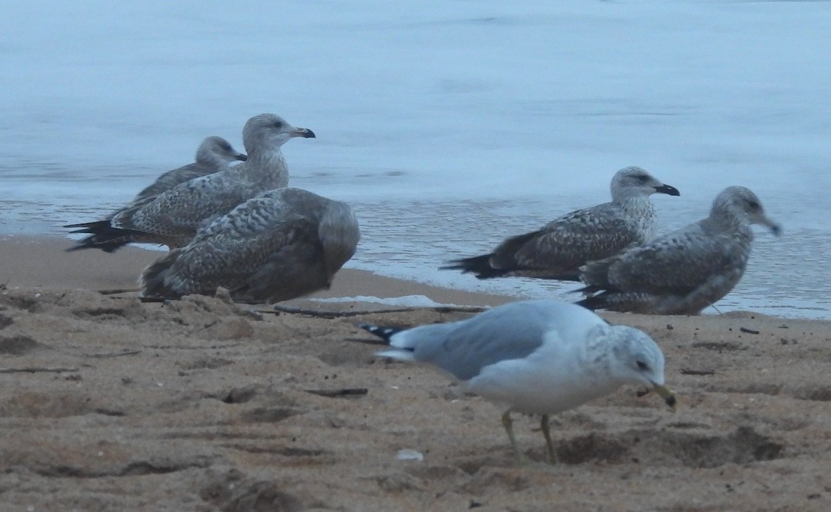 American Herring Gull - ML628197404