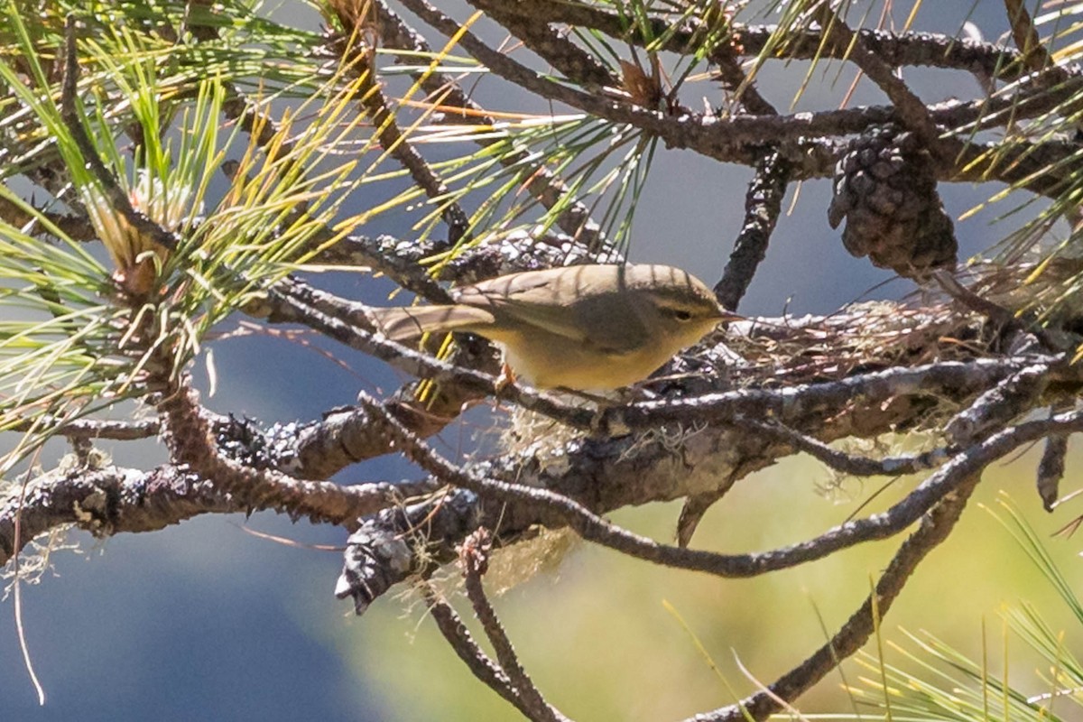Buff-throated Warbler - ML628197407