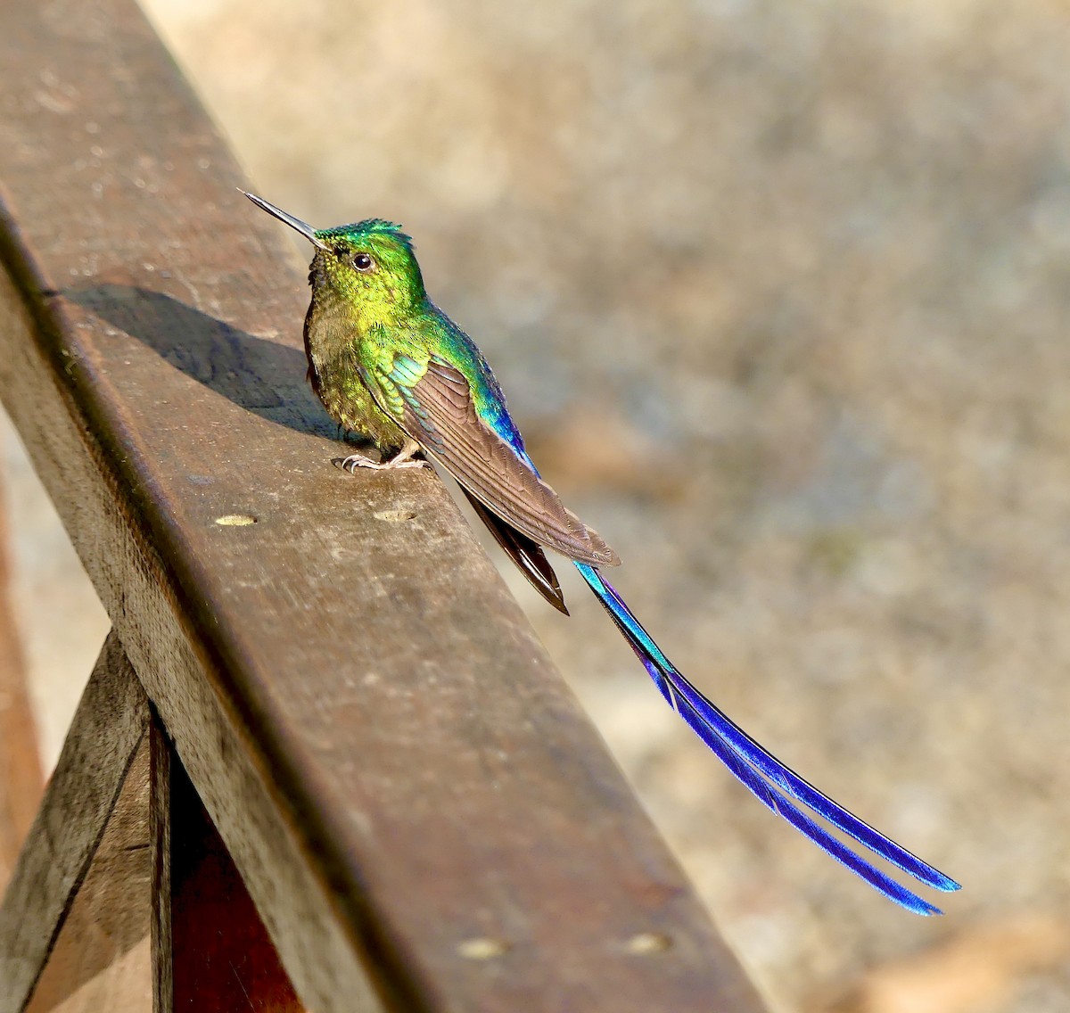 Violet-tailed Sylph - ML628197429