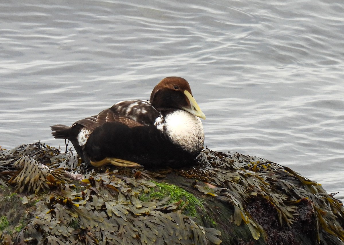 Common Eider - ML628197482