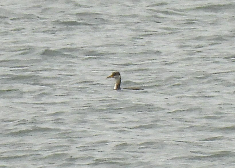 Horned Grebe - ML628197491