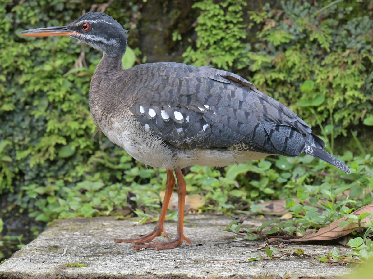 Sunbittern - ML628197526