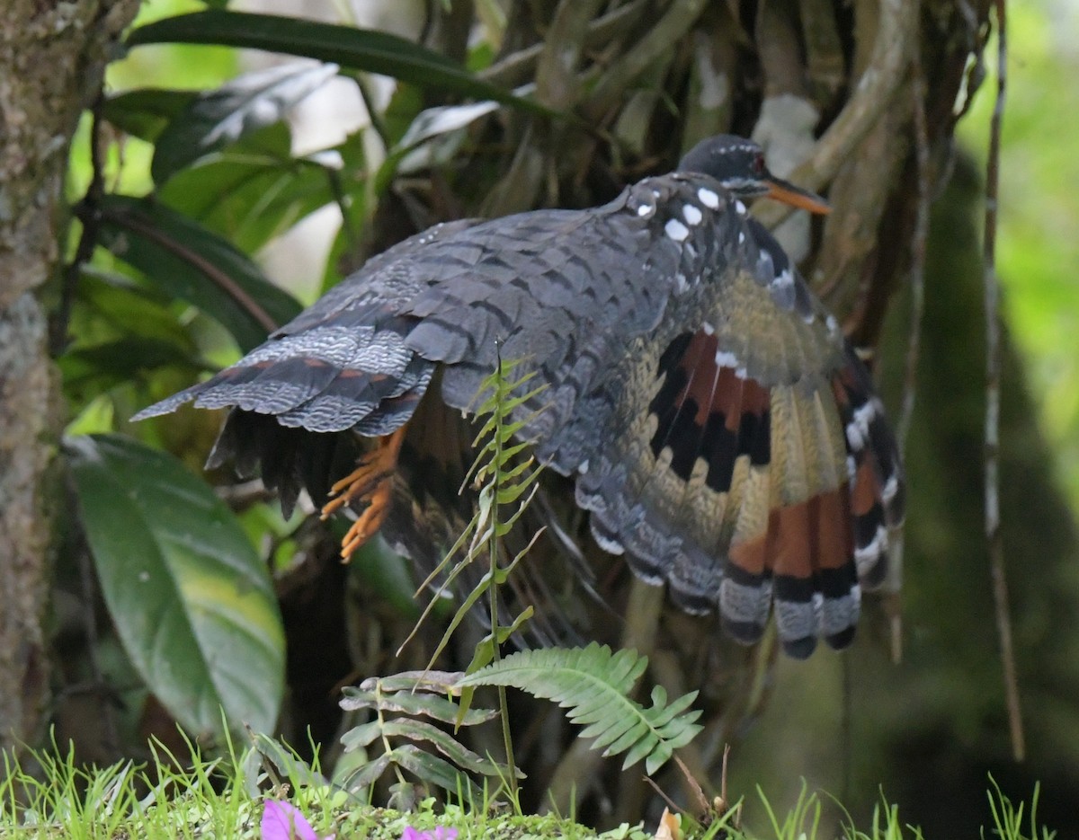 Sunbittern - ML628197528