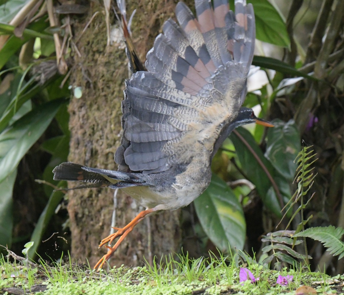 Sunbittern - ML628197530