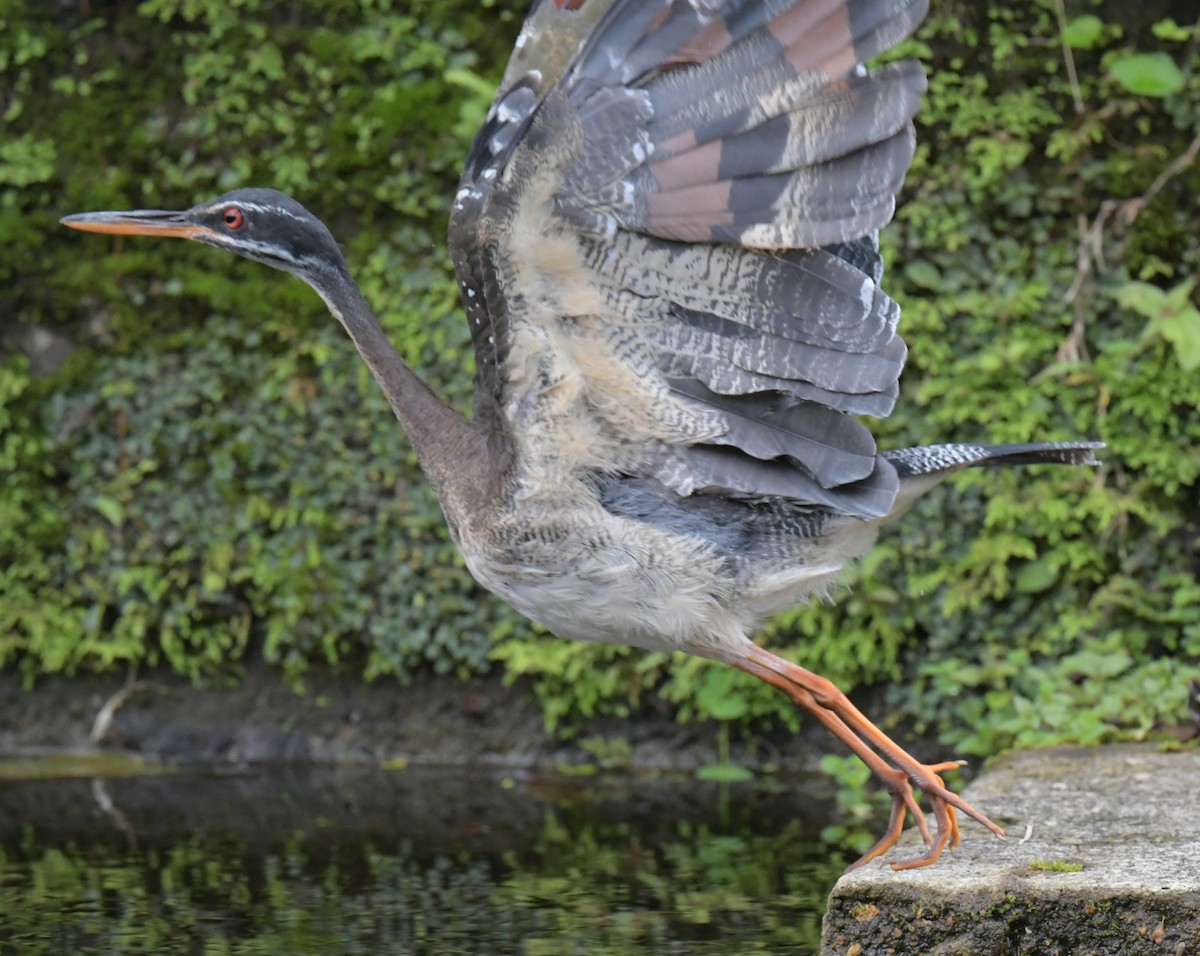 Sunbittern - ML628197531