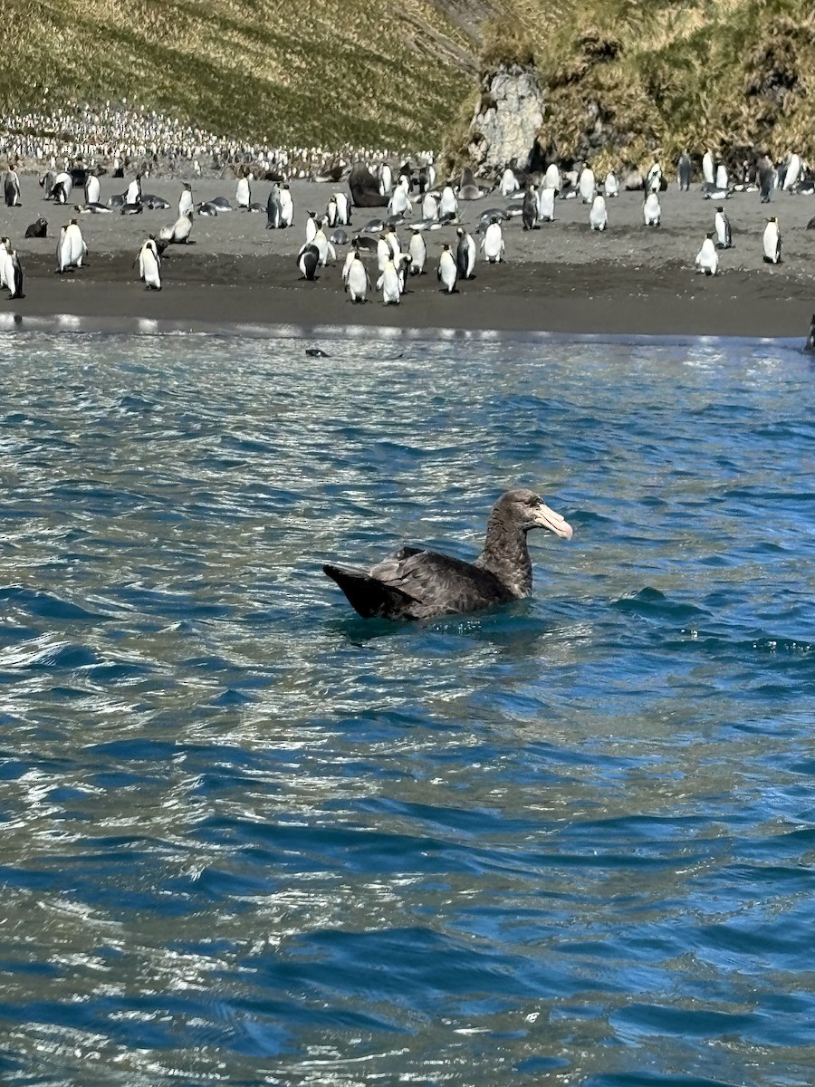 Northern Giant-Petrel - ML628197592