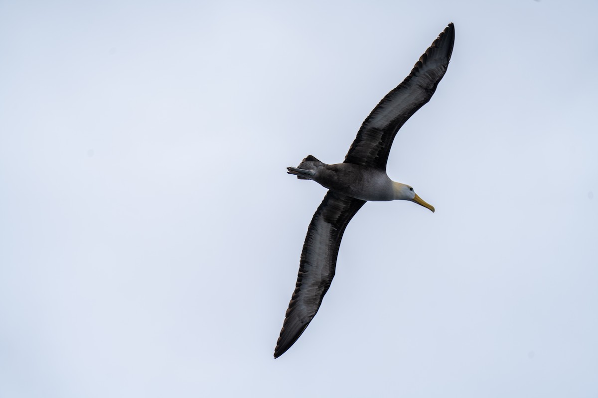 Waved Albatross - ML628197623
