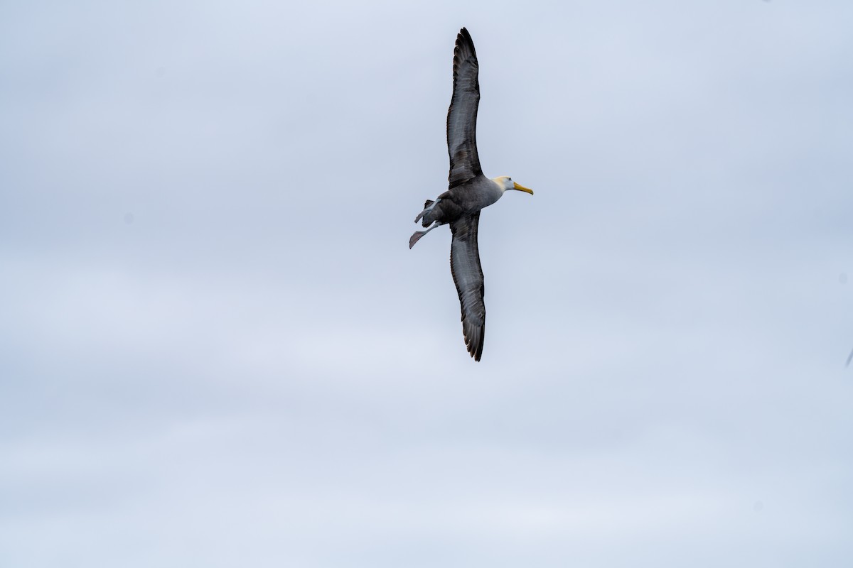 Waved Albatross - ML628197624