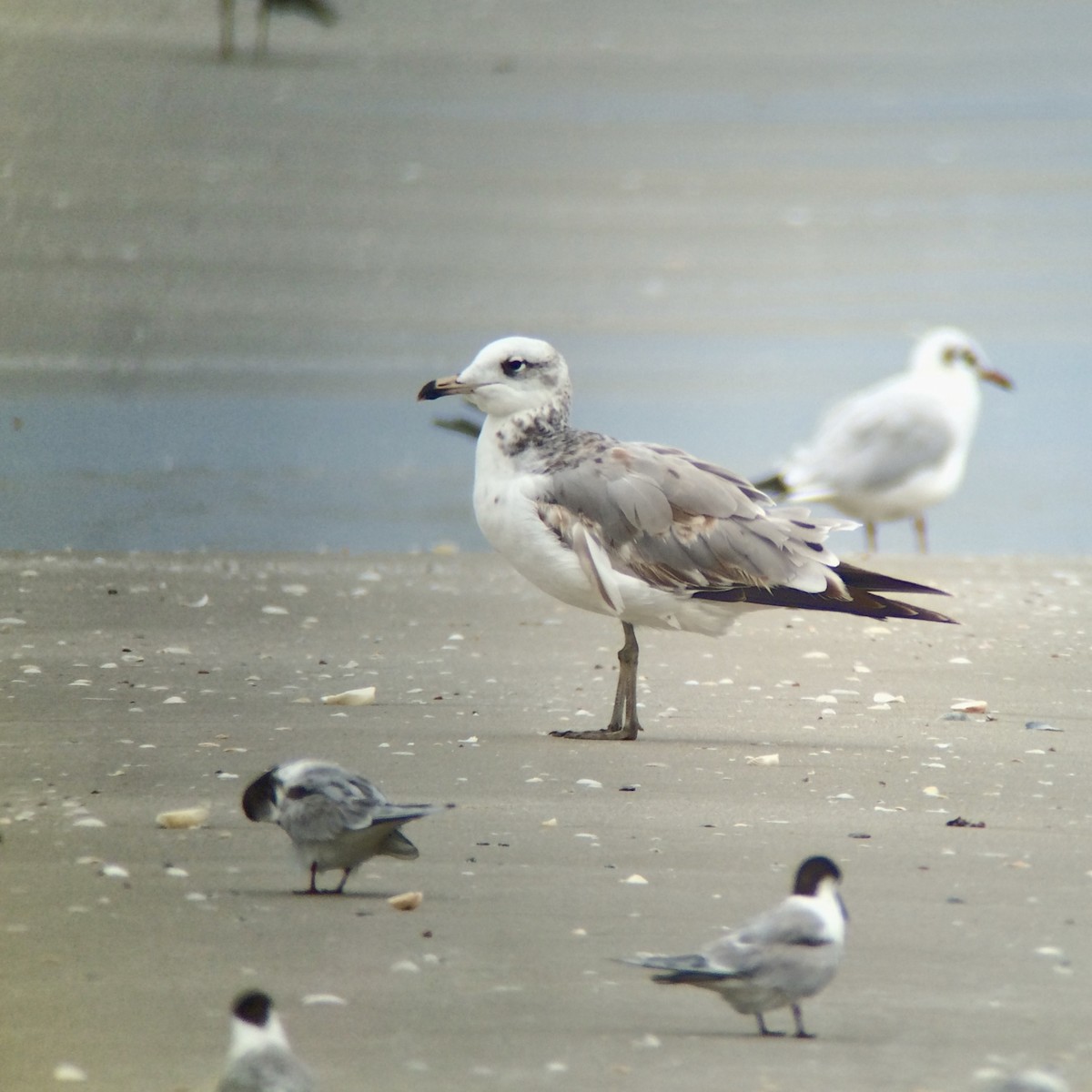 Pallas's Gull - ML628197920