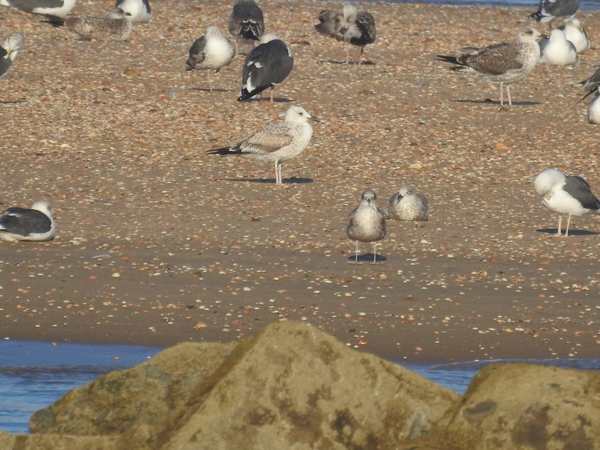 Caspian Gull - ML628198338