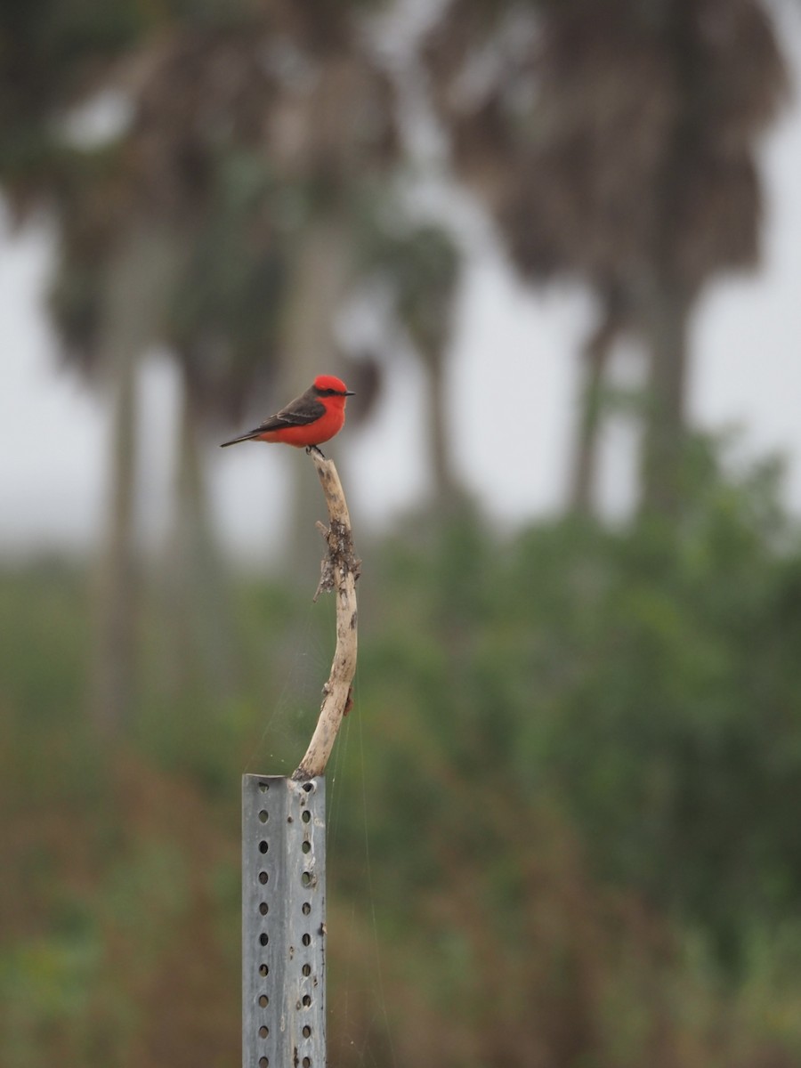 Vermilion Flycatcher - ML628198371