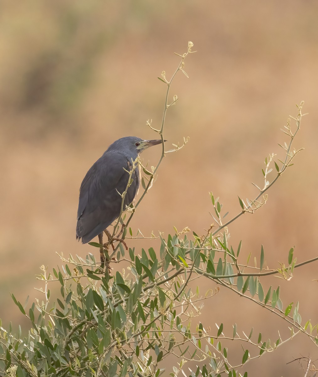 Dwarf Bittern - ML628198378