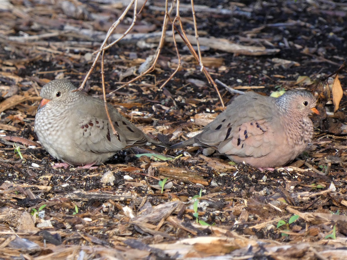 Common Ground Dove - ML628198406