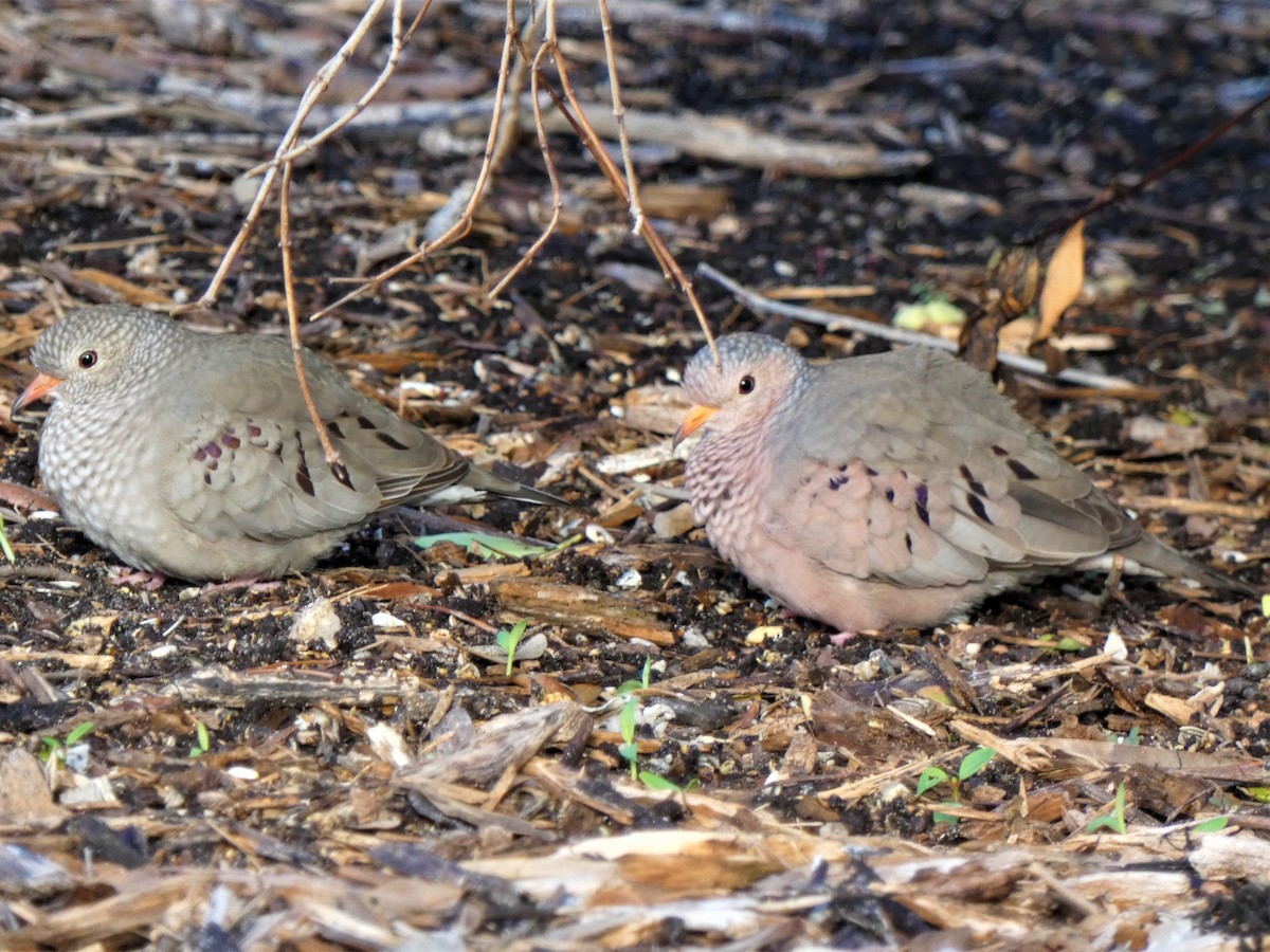 Common Ground Dove - ML628198407