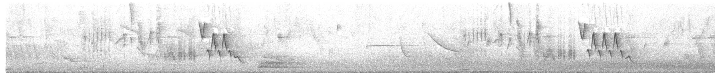 Chochín Criollo Sureño - ML628198425