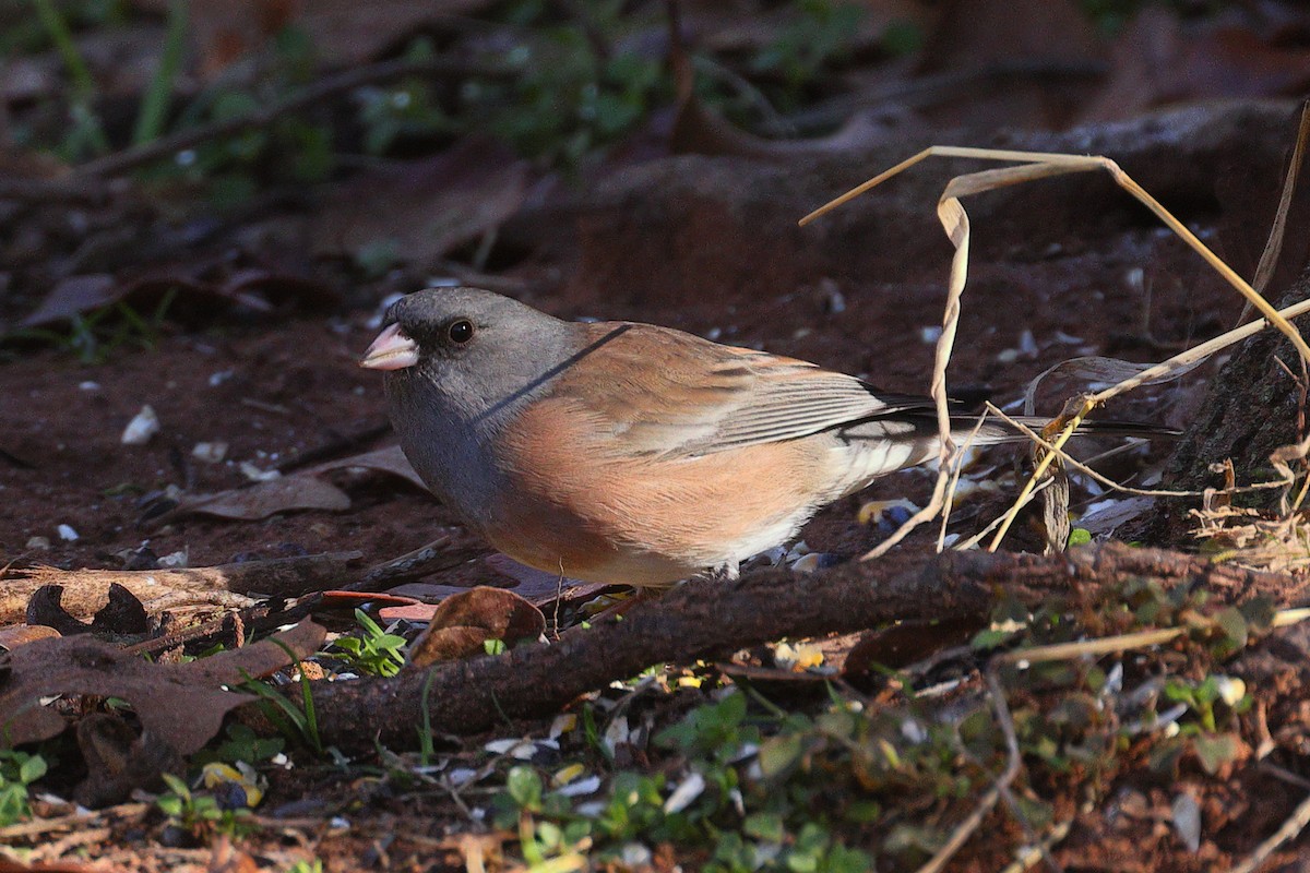Dark-eyed Junco (Pink-sided) - John Moyer