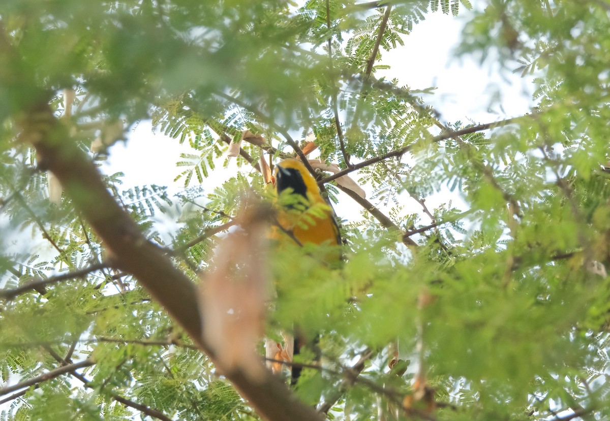 Hooded Oriole - ML628198510
