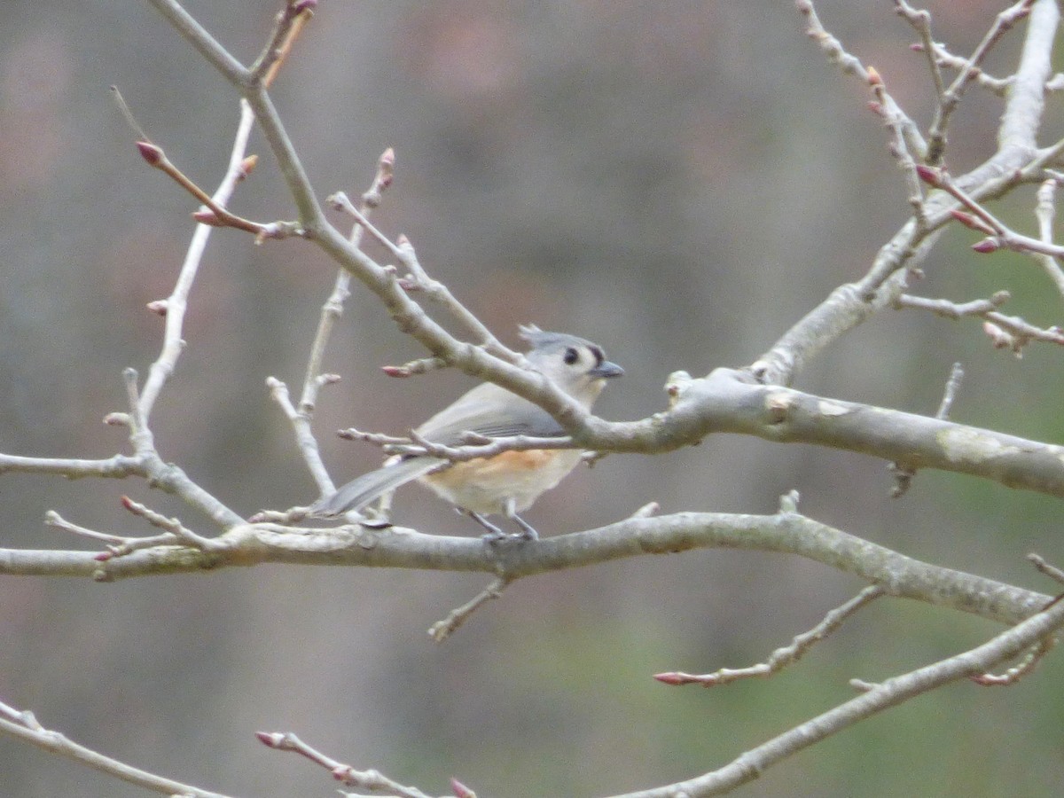 Tufted Titmouse - ML628198562