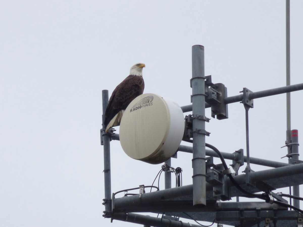 Bald Eagle - ML628198574