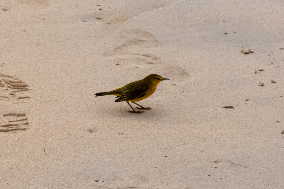 Mangrove Yellow Warbler (Galapagos) - ML628198697