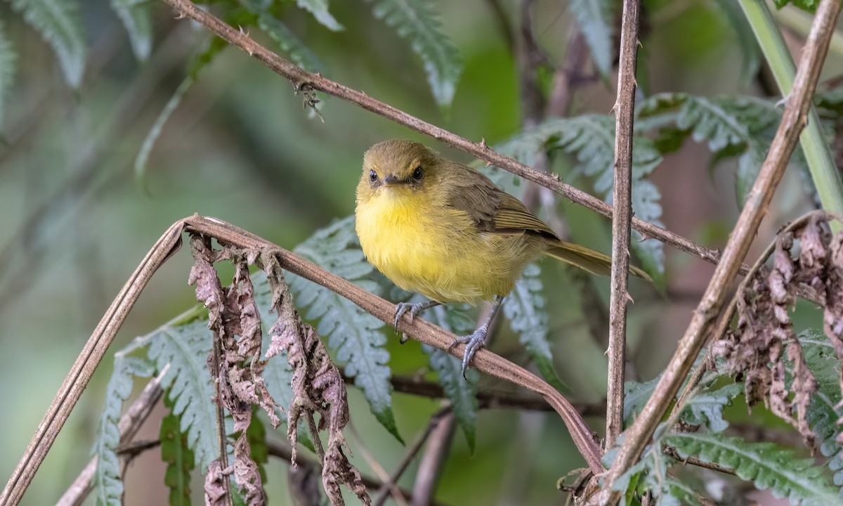 Mountain Yellow-Warbler - ML628198749
