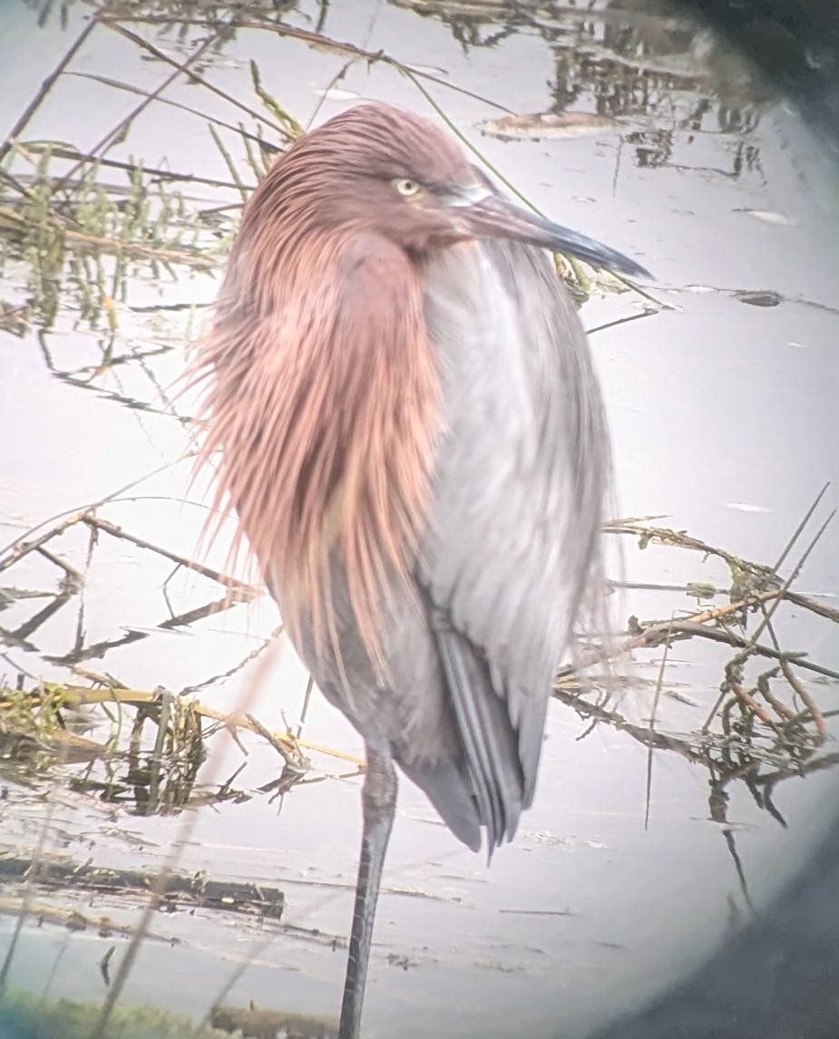 Reddish Egret - ML628199293