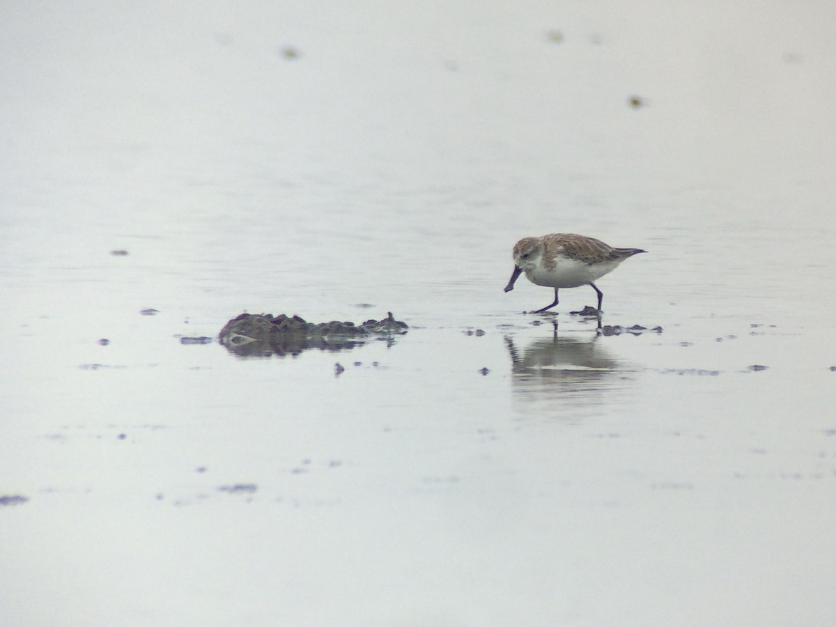 Spoon-billed Sandpiper - ML628199527